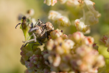 Curculionidae bugs on the rhubard flowers macro closeup photo