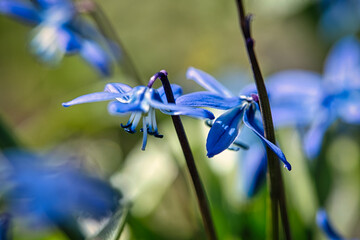 Die Blume Blaustern in einem sanften Licht Bokeh  