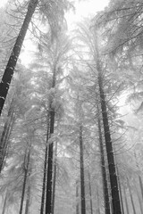 Wald Winter Schnee Nebel