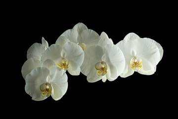 Naklejka na ściany i meble White orchid flowers isolated on black background.