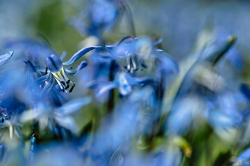 Die Blume Blaustern in einem sanften Licht Bokeh  