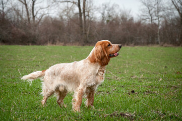 Adorable red-haired Russian spaniel is walking in a field on green grass.