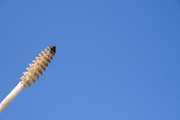 青い空と綺麗なつくし