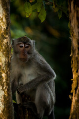 A wild monkey at Plengkung Forest, East Java, Indonesia