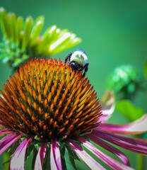 Macro of Green twister coneflower, echinacea, pink petaled with celery green tips with a blurred background with a bumblebee searching for pollin