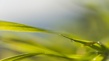 El sol en una gota