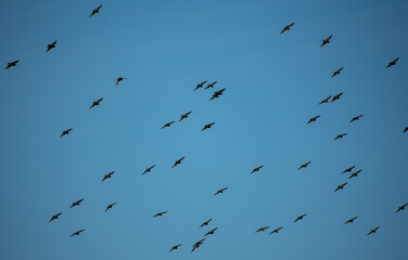 Flock of flying starlings over the wide Swedish wetlands of Sk&aring;ne. Blue background of open skies and black birds in front. 