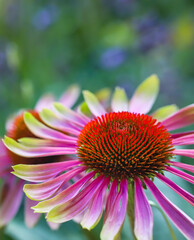 Macro of Green twister coneflower, echinacea, pink petaled with celery green tips with a blurred background