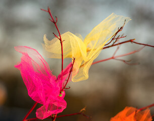 Colourful pieces of cloth hanging in Swedish bushes to decorate during easter celebrations in 2021. The sun is setting and lighting them up in golden light. Påskfirande in Lomma