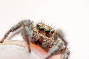 Close up  beautiful jumping spider  