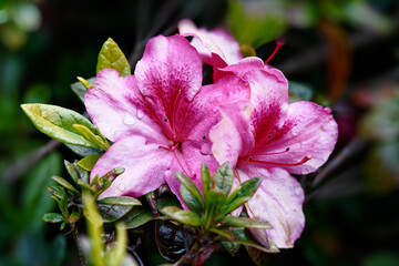 Pink-purple-blue flowers