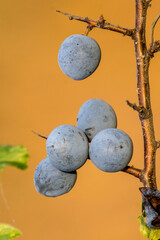blue sloes (Prunus spinosa)