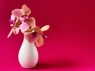 pink orchid in a white vase
