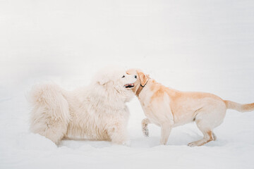 White Samoyed Dog Or Bjelkier, Smiley, Sammy And Labrador Playing Together Outdoor In Snow Snowdrift, Winter Season. Playful Pet Outdoors