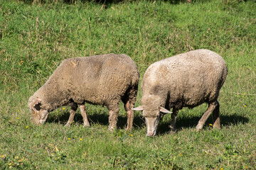 Domestic sheep (Ovis aries aries)