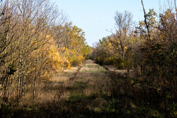 Fototapeta premium The autumn forest.