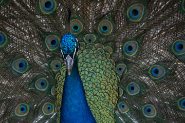 peacock with feathers