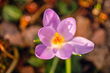 Die Krokus Blume in einem sanften Licht Bokeh  