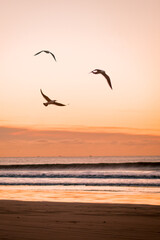 seagulls on the beach