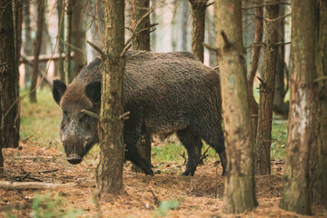 Belarus. Wild Boar Or Sus Scrofa, Also Known As The Wild Swine, Eurasian Wild Pig Looking Through Pines Trunks In Autumn Forest. Wild Boar Is A Suid Native To Much Of Eurasia, North Africa, And
