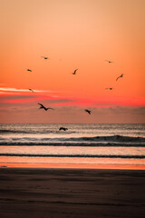 seagulls on the beach