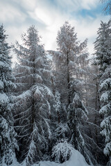 A beautiful picture of a piece of forest