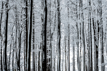Fototapeta premium A beautiful picture of a snowy forest
