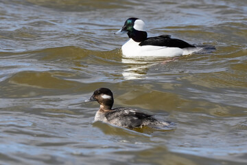 Obraz premium Male and Female Bufflehead Swimming in River on Windy Day in Early Spring