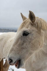 The horse (Equus ferus caballus) is a domesticated odd-toed ungulate mammal.