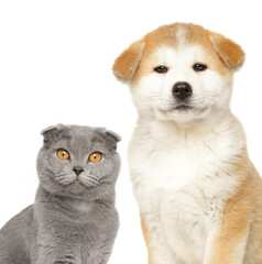 Cat and dog together, isolated on a white background