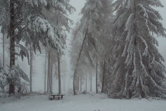 A beautiful picture of a snowy forest