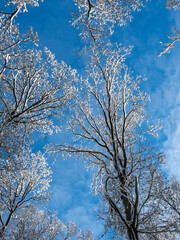 A lovely picture of a snow laden tree photographed against the sky