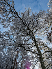A lovely picture of a snow laden tree photographed against the sky