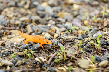 A close up of a small orange salamander on a gravel path