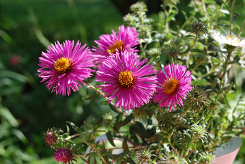 Obraz premium Beautiful aster flower