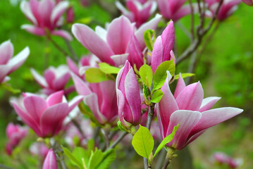 Fototapeta na wymiar Bloomy magnolia tree