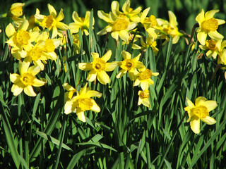 Fototapeta premium Beautiful narcissus flower