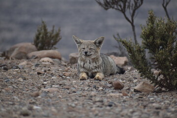 Zorro culpeo, freirina, north of chile, Fox