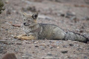 Zorro culpeo, freirina, north of chile, Fox