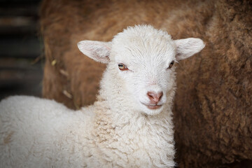 Beautiful little white lamb for a walk. Farming. Livestock.                  
