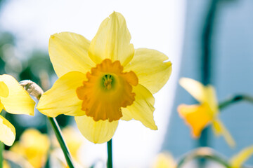 Fototapeta premium Yellow daffodil flower. Yellow daffodil flowers in the botanical park. Solar lights over the flowers.