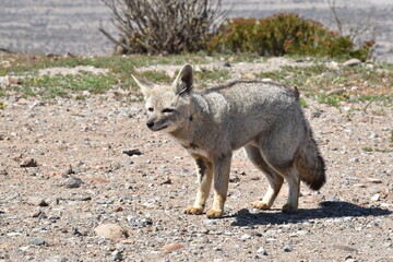 Zorro culpeo, freirina, north of chile, Fox