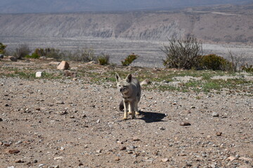 Zorro culpeo, freirina, north of chile, Fox