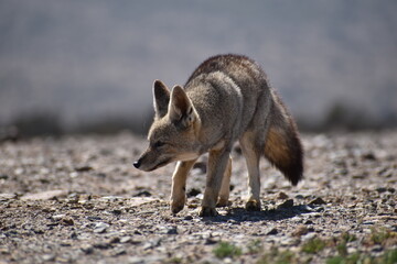 Zorro culpeo, freirina, north of chile, Fox