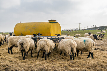 Many lambs eating from the metal feeder next to a big yellow metal water tank in open grass...
