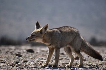 Zorro culpeo, freirina, north of chile, Fox
