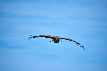 Fototapeta premium bird in flight 