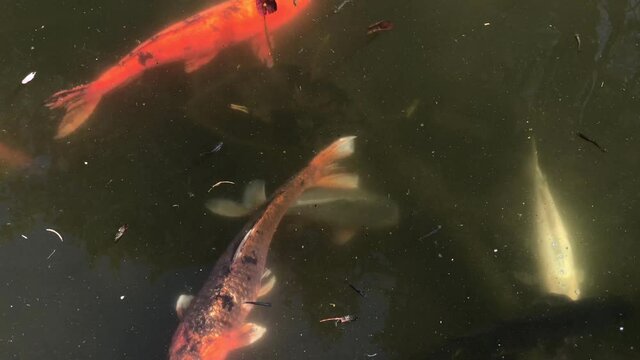 4K HD video above view of Koi pond with tiny fish swimming near the surface, larger Koi swimming deeper in murky pond water.
