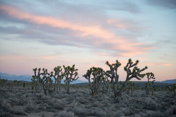 sunset in the desert