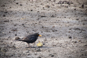 Black blackbird in the mud eats an apple